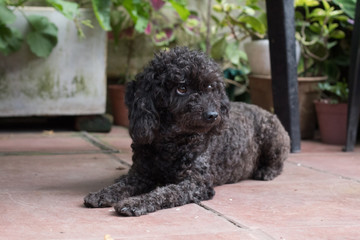 caniche toy mira con desconfianza en el patio sentado en el piso