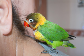 Little parrot lovebird of African-Madagascar origin.Very bright plumage.