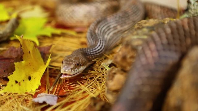 Selective focus closeup of pet serpent feeding time, snake swallowing dead brown and white rat, finishing the job only rodent's tail remains