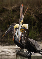 Low Country Pelicans
