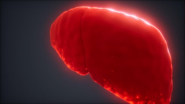 loop 3d rendered medically accurate animation of the human liver