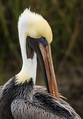 Low Country Pelicans