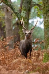 Fototapeta premium Sika Deer Stag RSPB Arne