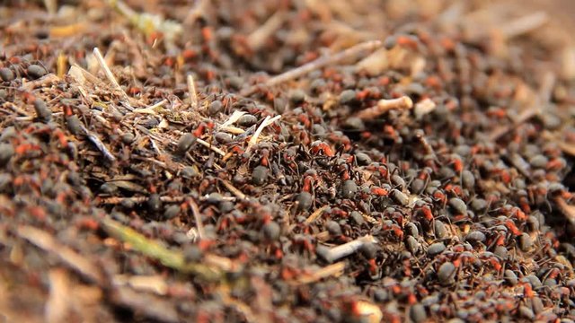 ants on a anthill