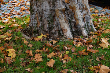 Obraz premium Fallen leaves next to tree trunk