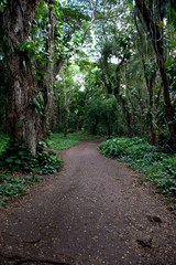 Green secret path, Maui