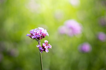 The background image of the colorful flowers