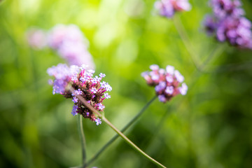 The background image of the colorful flowers