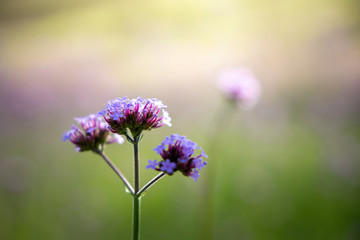 The background image of the colorful flowers