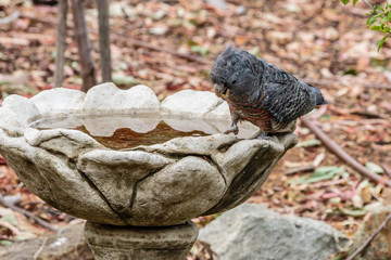 Gang-gang Cockatoo female at a bird bath