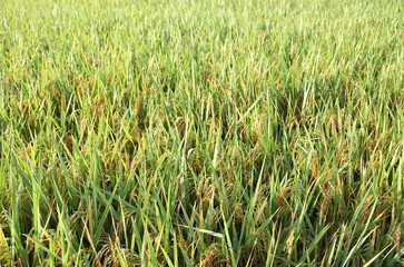 Rice field, an ear of rice,gold field 