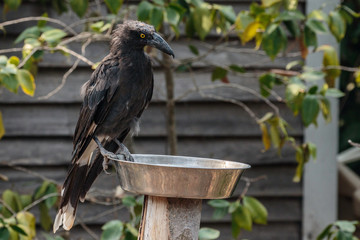 Fire-injured Pied Currawong at a bird feeder