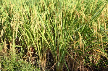 Rice field, an ear of rice,gold field 