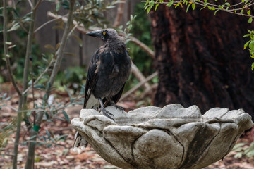 Fototapeta premium Fire-injured Pied Currawong at a bird bath
