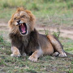 Male Lion Yawn