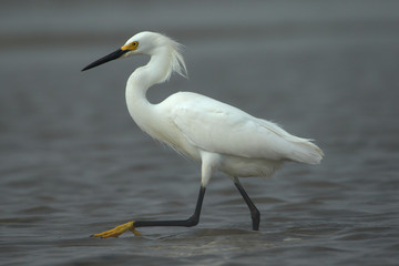 Snowy Egret Stalking Prey In the Marsh On a Hazy Day