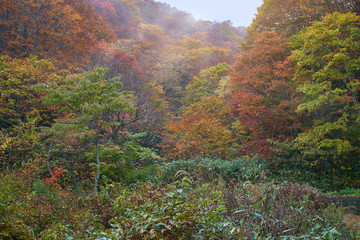 colorful of forest in fukushima with autumn season