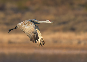 Sandhill crane in flight at Bosque del Apache National Wildlife Refuge in New Mexico