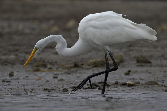 Great Egret Foraging for Shrimp And Small Bait Fish On the Low Tide Mud Flat On Cape Cod Bay