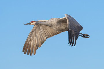 Sandhill crane in flight at Bosque del Apache National Wildlife Refuge in New Mexico