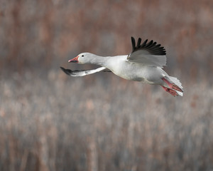 Fototapeta premium Snow goose in flight at Bosque del Apache National Wildlife Refuge in New Mexico