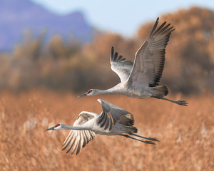 Two sandhill cranes in flight over cornfield at Bosque del Apache National Wildlife Refuge in New...