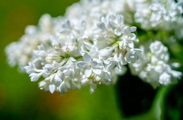 Spring, blooming white lilac on a green blurred background with a beautiful bokeh