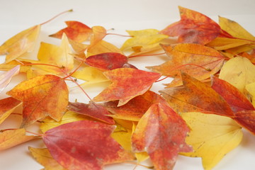 紅葉　かえで　落ち葉　葉　赤色　黄色　接写　マクロ　白バック　白背景　たくさん　一面