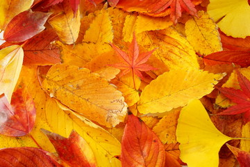 紅葉　かえで　けやき　いちょう　もみじ　落ち葉　葉　赤色　黄色　接写　マクロ　白バック　白背景　たくさん　一面　ビビットカラー