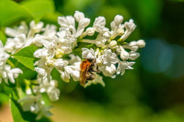 Spring bumblebee close up pollinating a white lilac flower