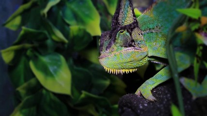 closeup of green chameleon