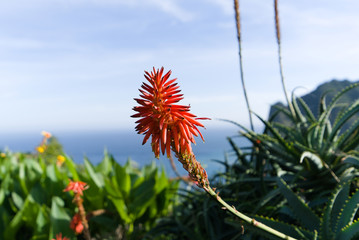 tritomas flower with flying bees, background picture, flower of madeiras coastline near santana