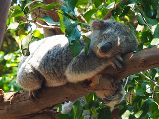 Slumberous Drowsy Koala Resting Calmly in a Leafy Gum Tree.