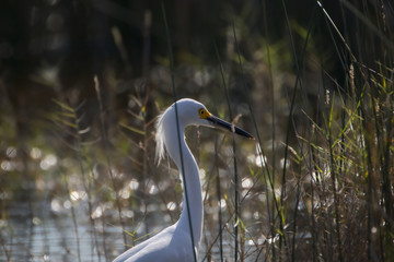 Snowy Egret Stalking Prey In the Marsh Grasses