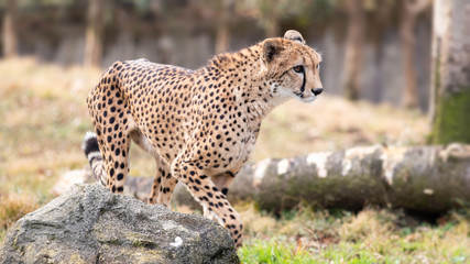 チーター