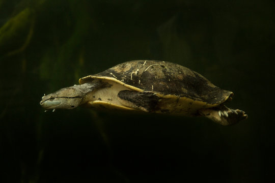 Hilaire&rsquo;s toadhead turtle or Hilaire&rsquo;s side-necked turtle (Phrynops hilarii).