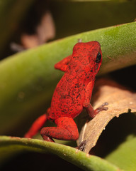 Poision Dart Frog in a Costa Rican Rainforest Foliage