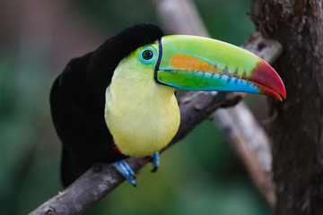 Keel-billed Toucan in a Costa Rica Tropical Rainforest. Also Known as the Rainbow Toucan