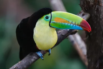 Fototapete Rund Kielschnabeltukan in einem tropischen Regenwald von Costa Rica. Auch bekannt als Regenbogentukan © Gary