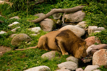 The Asiatic lion (Panthera leo leo).