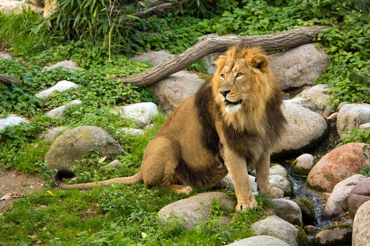 The Asiatic lion (Panthera leo leo).