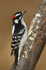 Downy Woodpecker Perched On Log