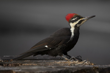 Pileated Woodpecker Standing On Stump In Pottersville, NJ
