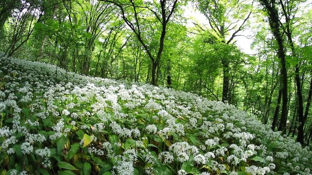 field of white flowers in  the forest