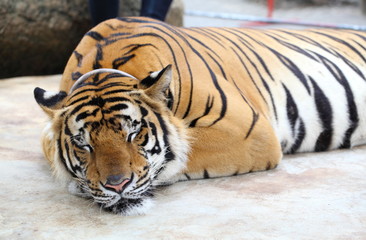 Skin Amur Tiger in the summer 