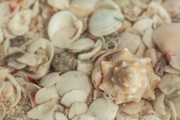 seashells spiral on sand 