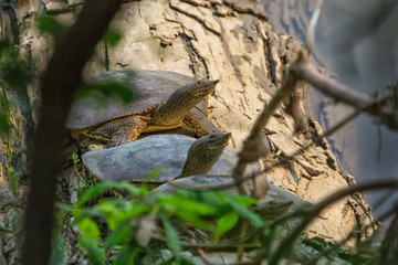 Spiny Softshell Turtle Basking on a log. 