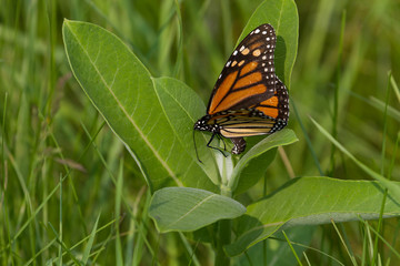 Monarch Butterfly laying eggs on common milkweed