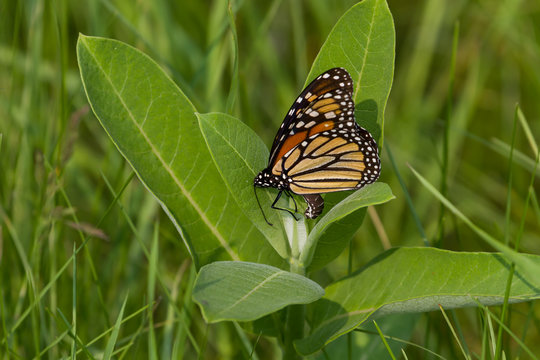 Monarch Butterfly Laying Eggs On Common Milkweed