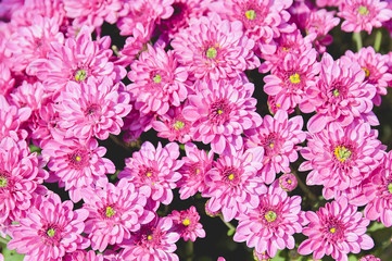 Vivid pink or purple dahlia flowers Chrysanthemum flowers close up for background